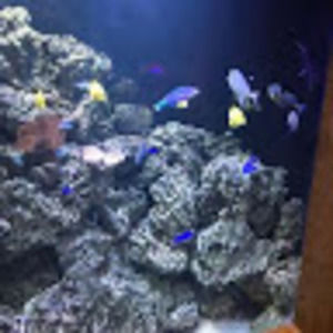 Meet your Posher, Bibi